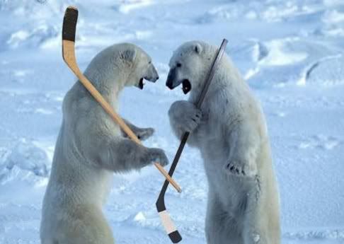 hockey gifs photo: Bear hockey HockeyBears.jpg