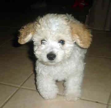 Toy Dog Breeds List. Small+toy+dog+reeds+