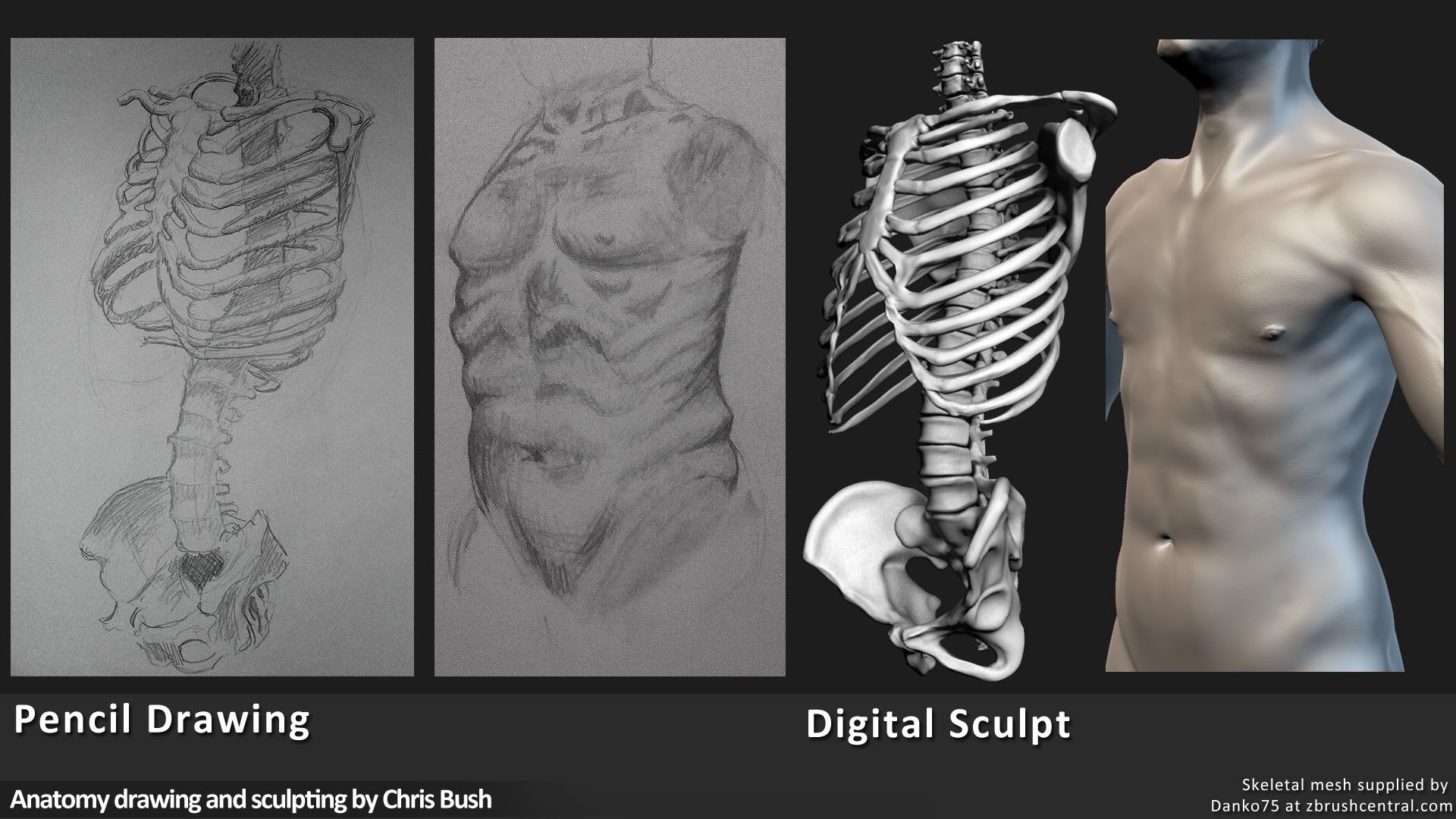 Bush_Chris_Anatomy_Torso.jpg