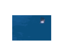 Dolphin ani