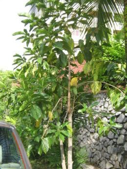 pokok mengkudu