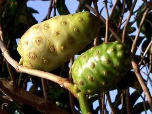 buah mengkudu