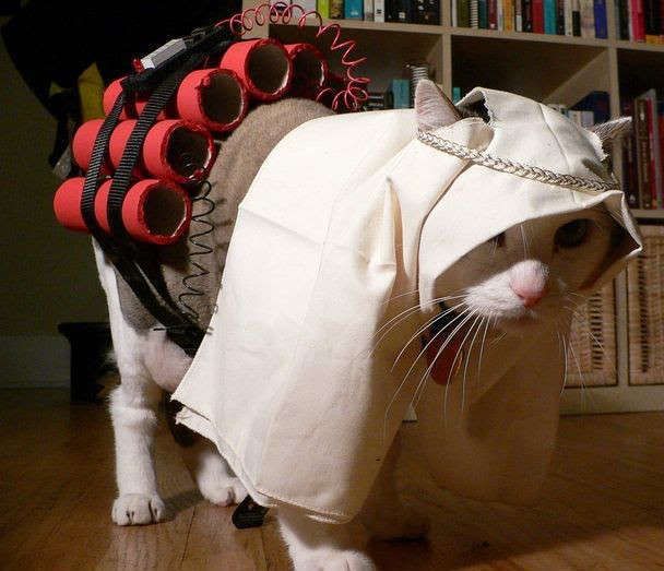 funny-cat-Halloween-costume.jpg