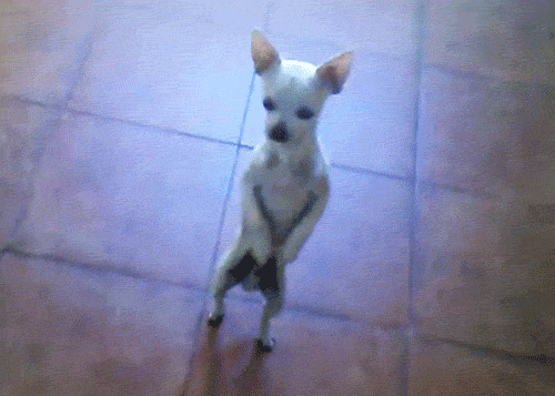 dance gif photo: Chihuahua Dance Gif Chihuahua-dance.gif