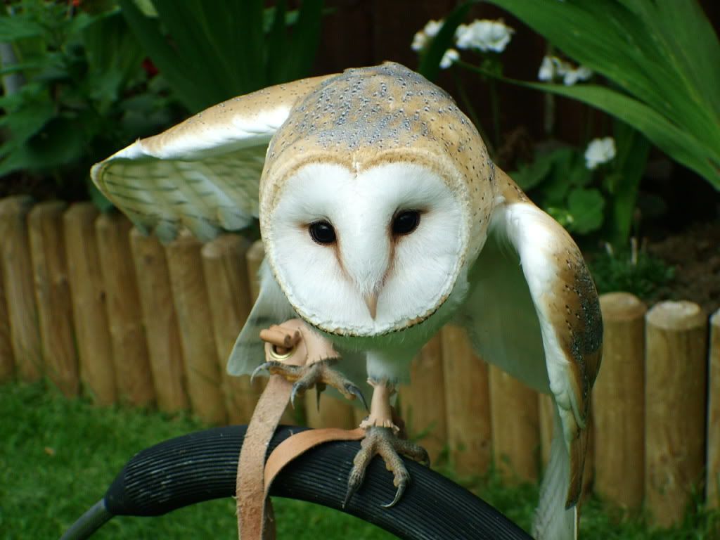 barn.jpg?t=1223503839