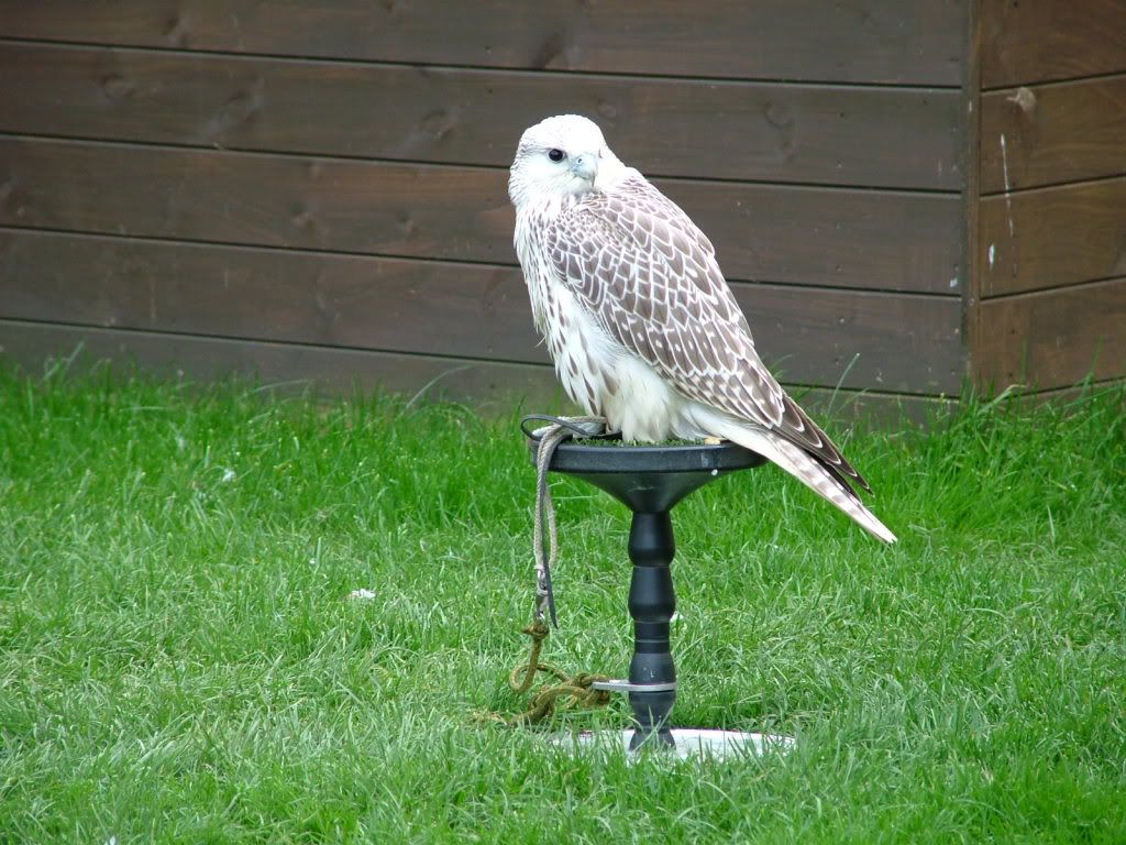 male.jpg?t=1224239873