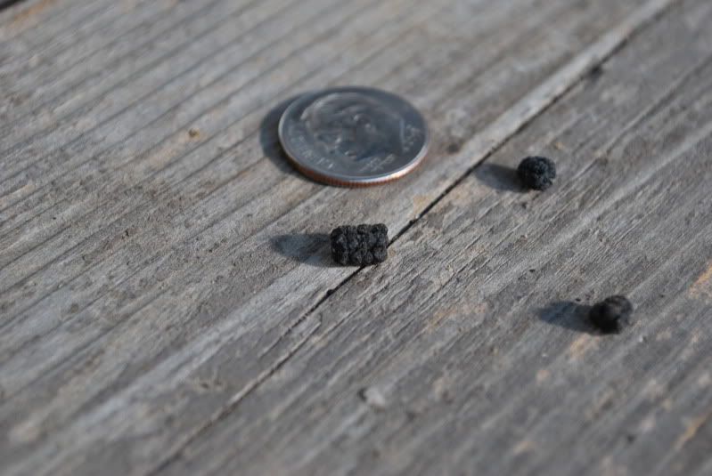 Lizard poop pic for leahcate