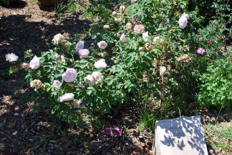 Souvenir de la Malmaison