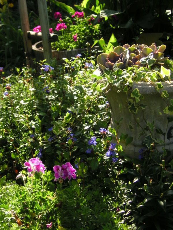 Dwarf Plumbago