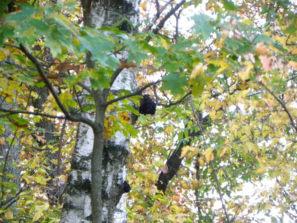 finding chaga