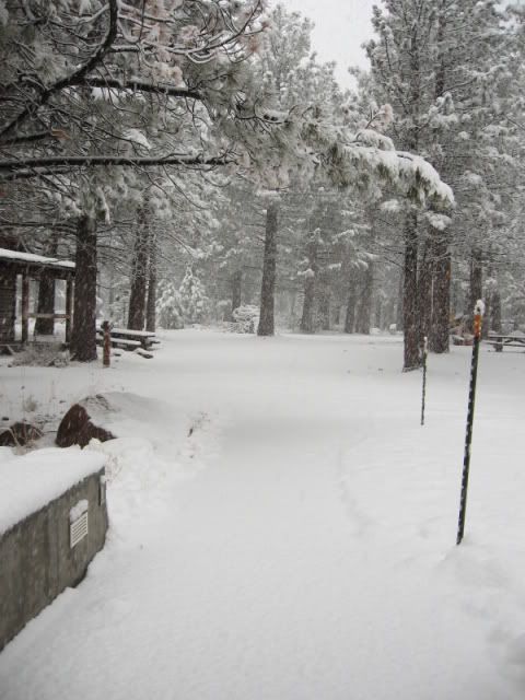 IMG_7398.jpg 2:45 p.m. It began snowing much harder after lunch for several hours. Here's the pathway leading to my office after that mini dump. image by SierraLady2