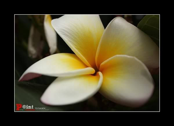 Paint&Bank : Flower