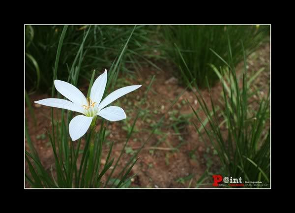 Paint&Bank : Flower