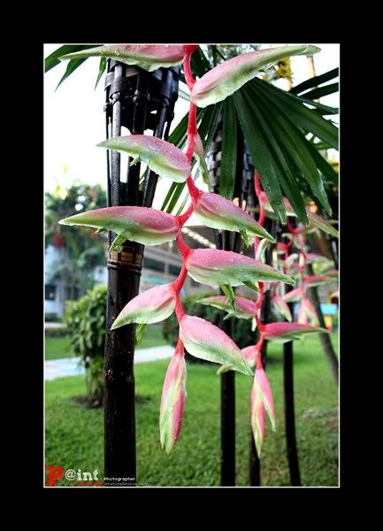 Paint&Bank : Flower
