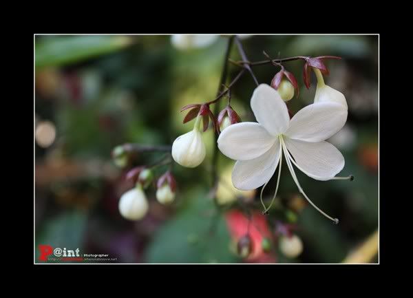 Paint&Bank : Flower