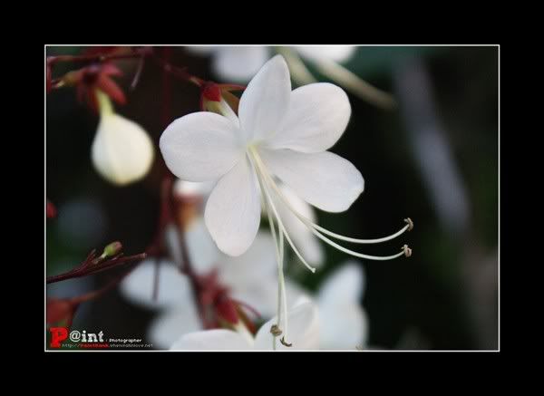 Paint&Bank : Flower