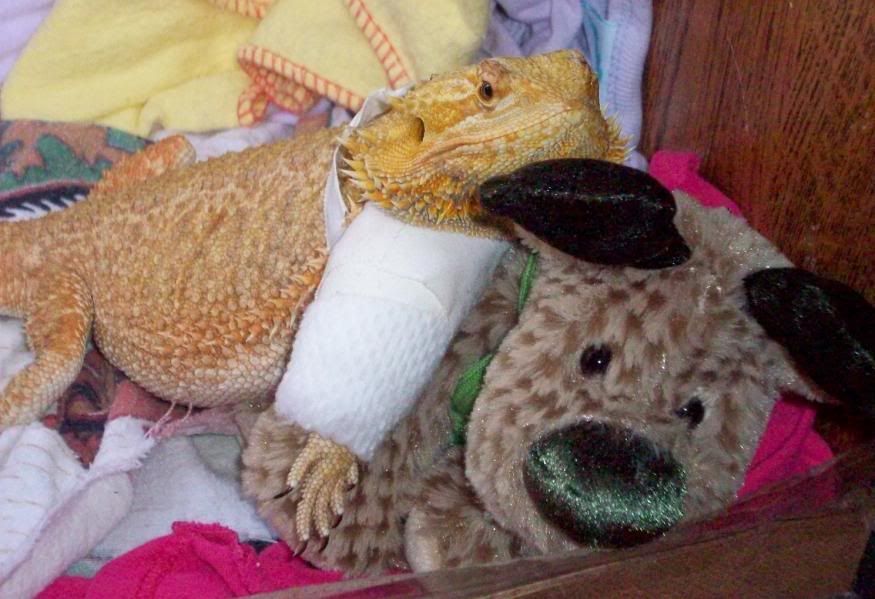 stuffed animal bearded dragon