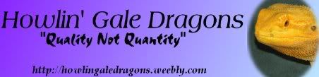 Howlin' Gale Dragons