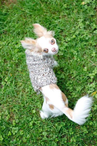 Crochet patterns - Chihuahua Forum : Chihuahua Breed Dog Forums