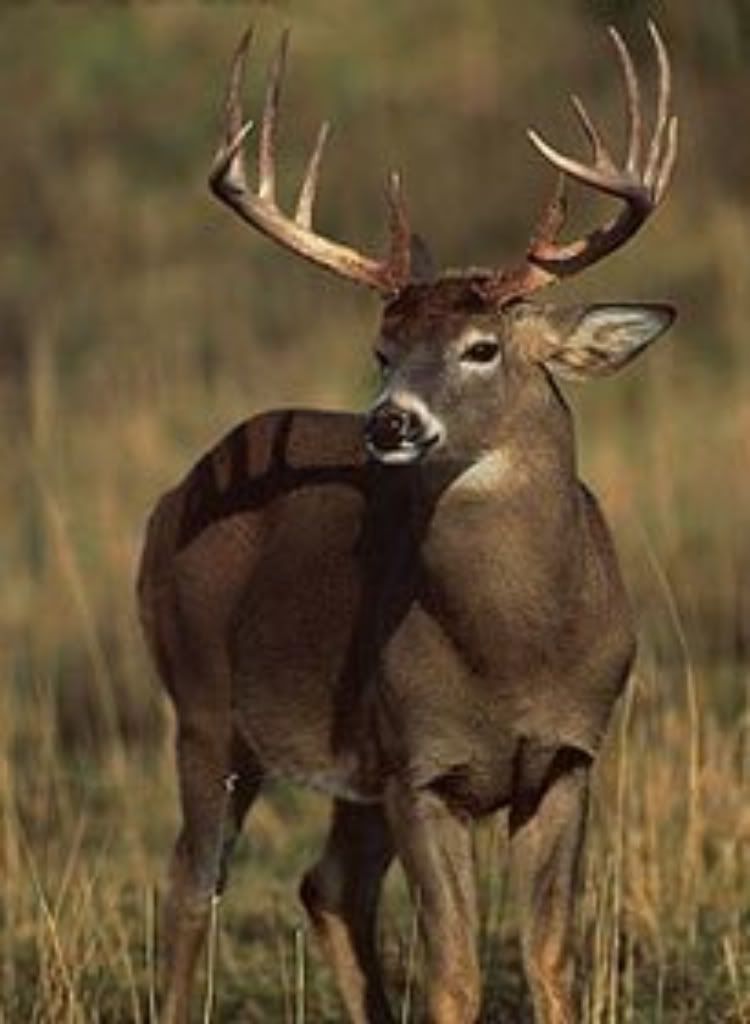 whitetail_deer