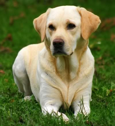 LabradorRetriever.jpg
