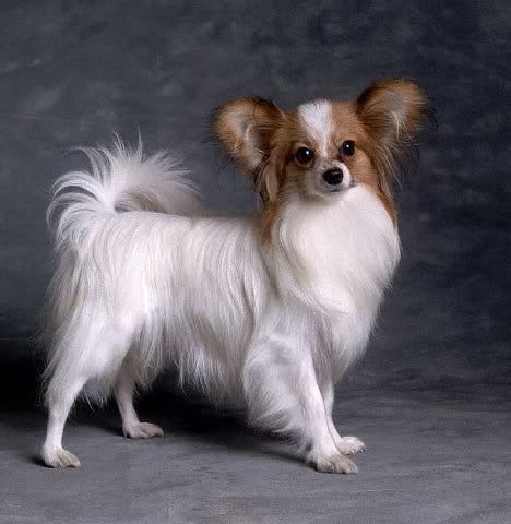 Papillon.jpg
