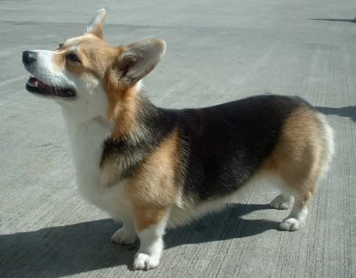 PemprokeWelshCorgi.jpg