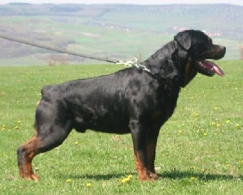 Rottweiller.jpg