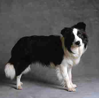 bordercollie.jpg