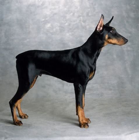 doberman.jpg