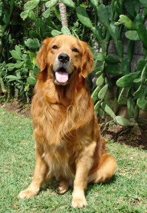 golden_retriever.jpg