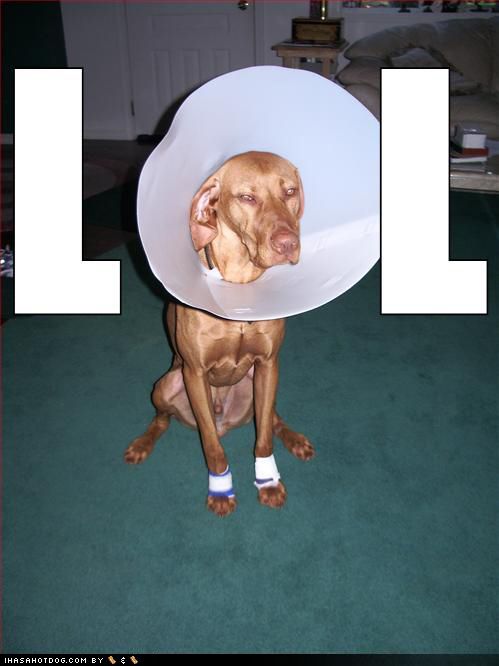 funny-dog-pictures-cone-lol.jpg