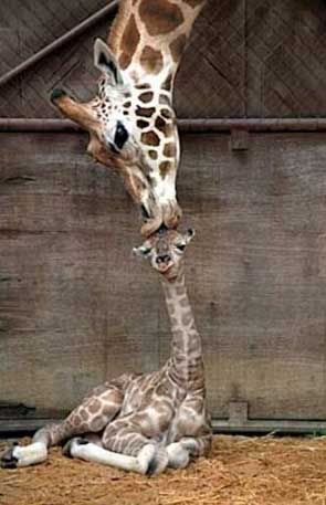 giraffes-first-kiss.jpg