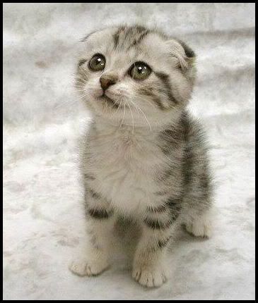 cute-kitty.jpg