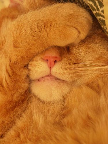 facepalmkitteh.jpg