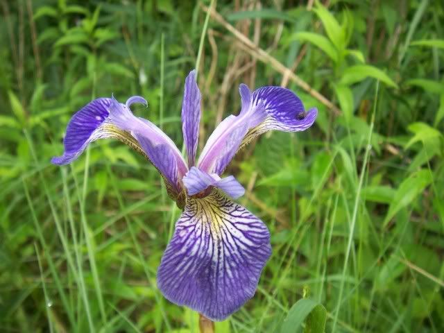 Wild Blue Flag Iris Pictures, Images and Photos