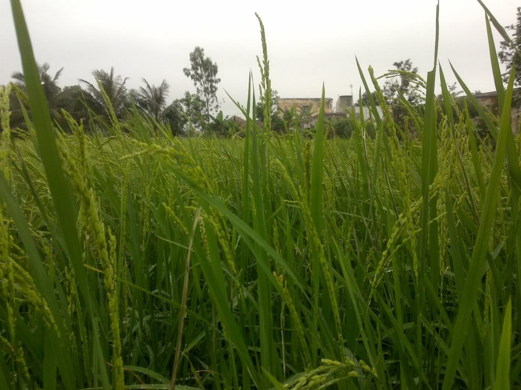 topic về những hình ảnh chụp bằng điện thoại di động - 2