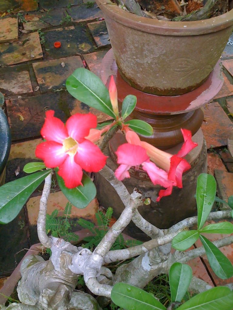 topic về những hình ảnh chụp bằng điện thoại di động - 1