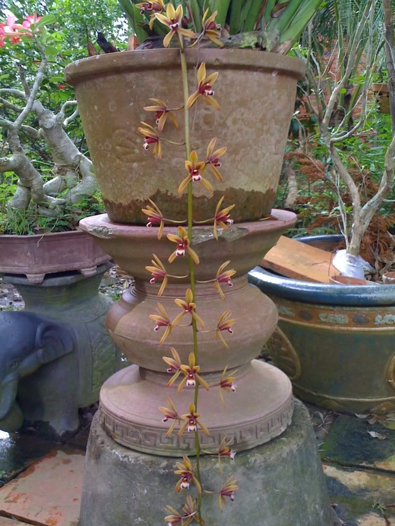 topic về những hình ảnh chụp bằng điện thoại di động - 2