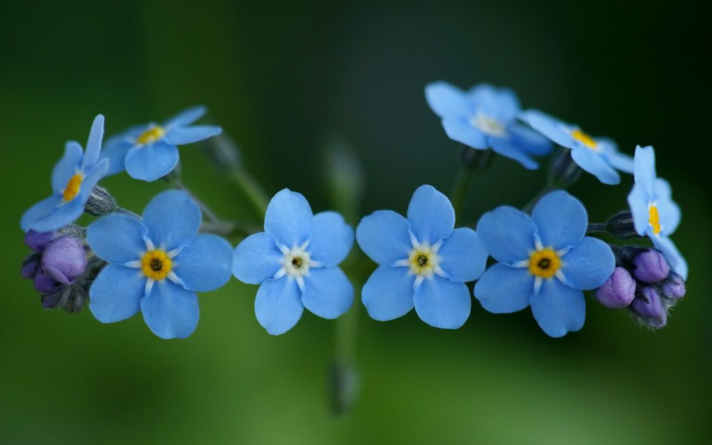 Floral_Diadem_by_webcruiser.jpg