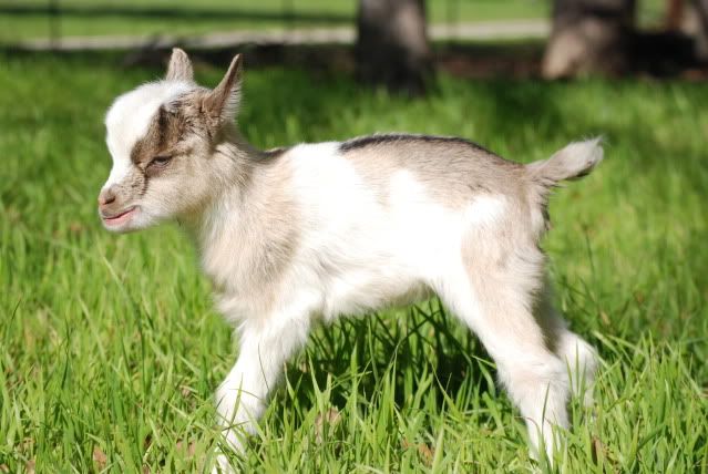 For Sale and Wanted - Goats