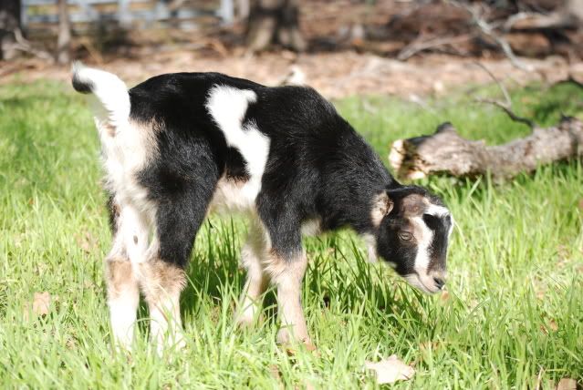 For Sale and Wanted - Goats