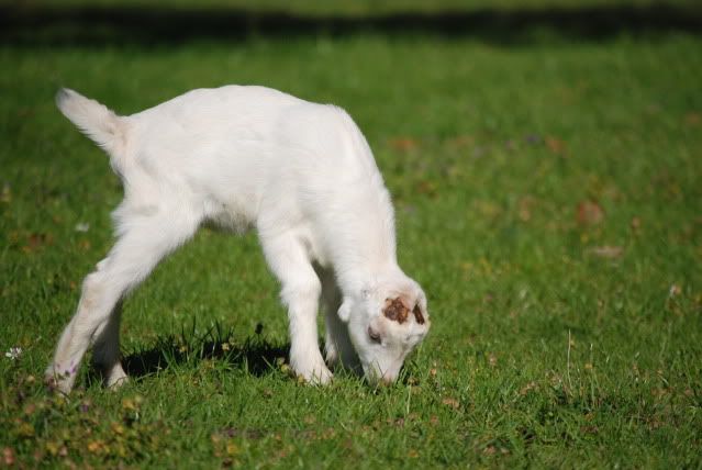 For Sale and Wanted - Goats