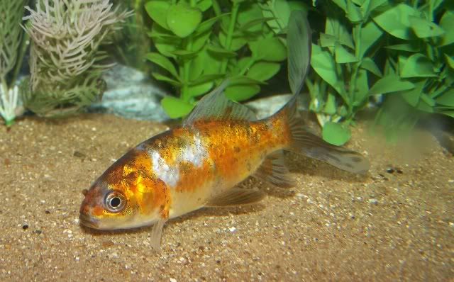 Goldfish Gender