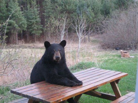 picnic-table-bear.jpg