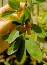 Coca Plant Pictures, Images and Photos