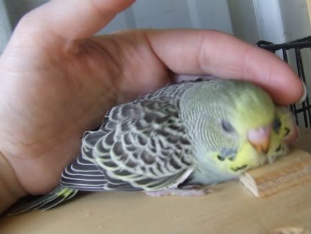 birdsolypithon019-1.jpg