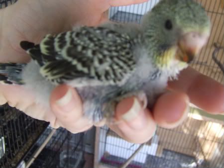 birdsolypithon022-1.jpg