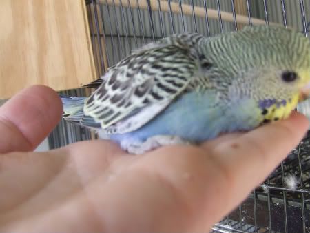 birdsolypithon027-1.jpg