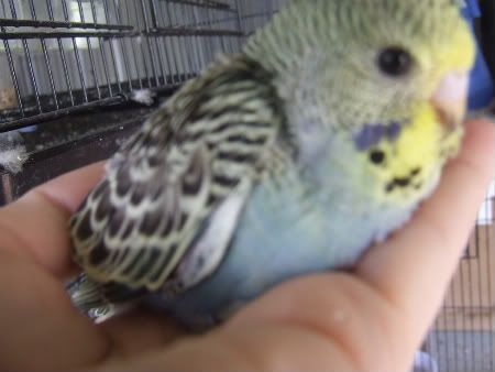 birdsolypithon028-1.jpg